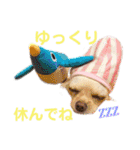 チワワのアリス ②（個別スタンプ：32）