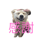 コロ助の日常Part2（個別スタンプ：3）