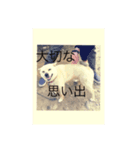 コロ助の日常Part2（個別スタンプ：7）