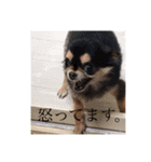 あきしとまろ②（個別スタンプ：6）