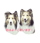 かわいいうちの子（個別スタンプ：3）
