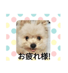 ヒメのスタンプ（個別スタンプ：1）