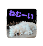 ヒメのスタンプ（個別スタンプ：13）