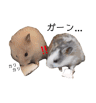 我が家のチビちゃんず3（個別スタンプ：31）