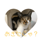 まめたのスタンプ（個別スタンプ：1）