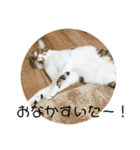 まめたのスタンプ（個別スタンプ：7）