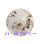 まめたのスタンプ（個別スタンプ：8）