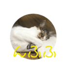 まめたのスタンプ（個別スタンプ：16）