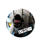 T.Dogs（個別スタンプ：2）
