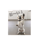 T.Dogs（個別スタンプ：3）
