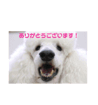 T.Dogs（個別スタンプ：4）