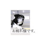 T.Dogs（個別スタンプ：5）