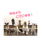 T.Dogs（個別スタンプ：6）