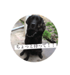 T.Dogs（個別スタンプ：7）