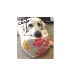 T.Dogs（個別スタンプ：9）