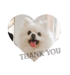 T.Dogs（個別スタンプ：10）