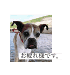 T.Dogs（個別スタンプ：12）