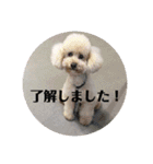 T.Dogs（個別スタンプ：13）