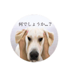 T.Dogs（個別スタンプ：16）