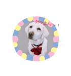 T.Dogs（個別スタンプ：18）
