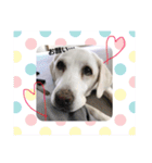 T.Dogs（個別スタンプ：19）