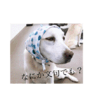 T.Dogs（個別スタンプ：21）