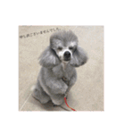 T.Dogs（個別スタンプ：22）