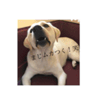T.Dogs（個別スタンプ：23）