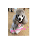T.Dogs（個別スタンプ：24）