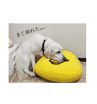 T.Dogs（個別スタンプ：25）