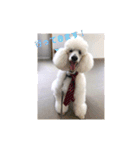 T.Dogs（個別スタンプ：26）
