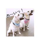 T.Dogs（個別スタンプ：28）