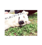 T.Dogs（個別スタンプ：29）