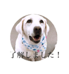 T.Dogs（個別スタンプ：32）