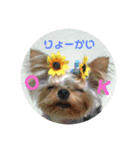 ベティーちゃん（個別スタンプ：2）