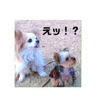 ベティーちゃん（個別スタンプ：3）