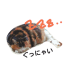 三毛猫♡みみ（個別スタンプ：1）