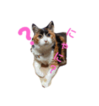 三毛猫♡みみ（個別スタンプ：2）