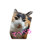 三毛猫♡みみ（個別スタンプ：4）