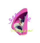 三毛猫♡みみ（個別スタンプ：6）