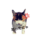 三毛猫♡みみ（個別スタンプ：7）
