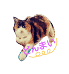 三毛猫♡みみ（個別スタンプ：9）