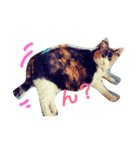 三毛猫♡みみ（個別スタンプ：10）