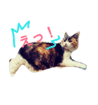 三毛猫♡みみ（個別スタンプ：11）