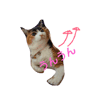 三毛猫♡みみ（個別スタンプ：12）