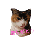 三毛猫♡みみ（個別スタンプ：13）