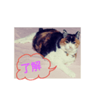 三毛猫♡みみ（個別スタンプ：14）