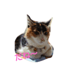 三毛猫♡みみ（個別スタンプ：15）