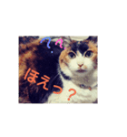 三毛猫♡みみ（個別スタンプ：16）