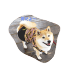 愛犬 リッキー（個別スタンプ：1）